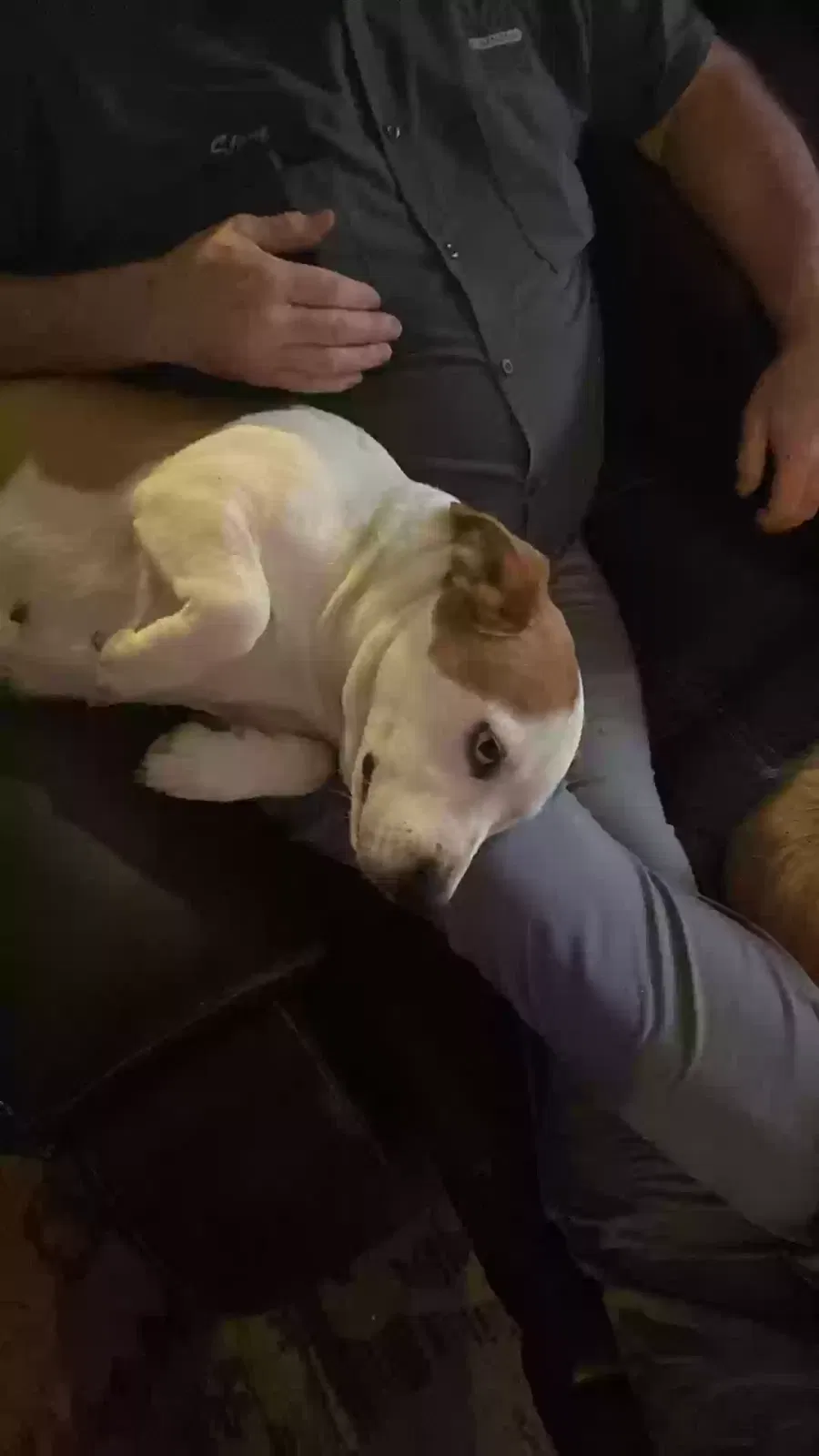 Found dog in Odenville, AL, 35120