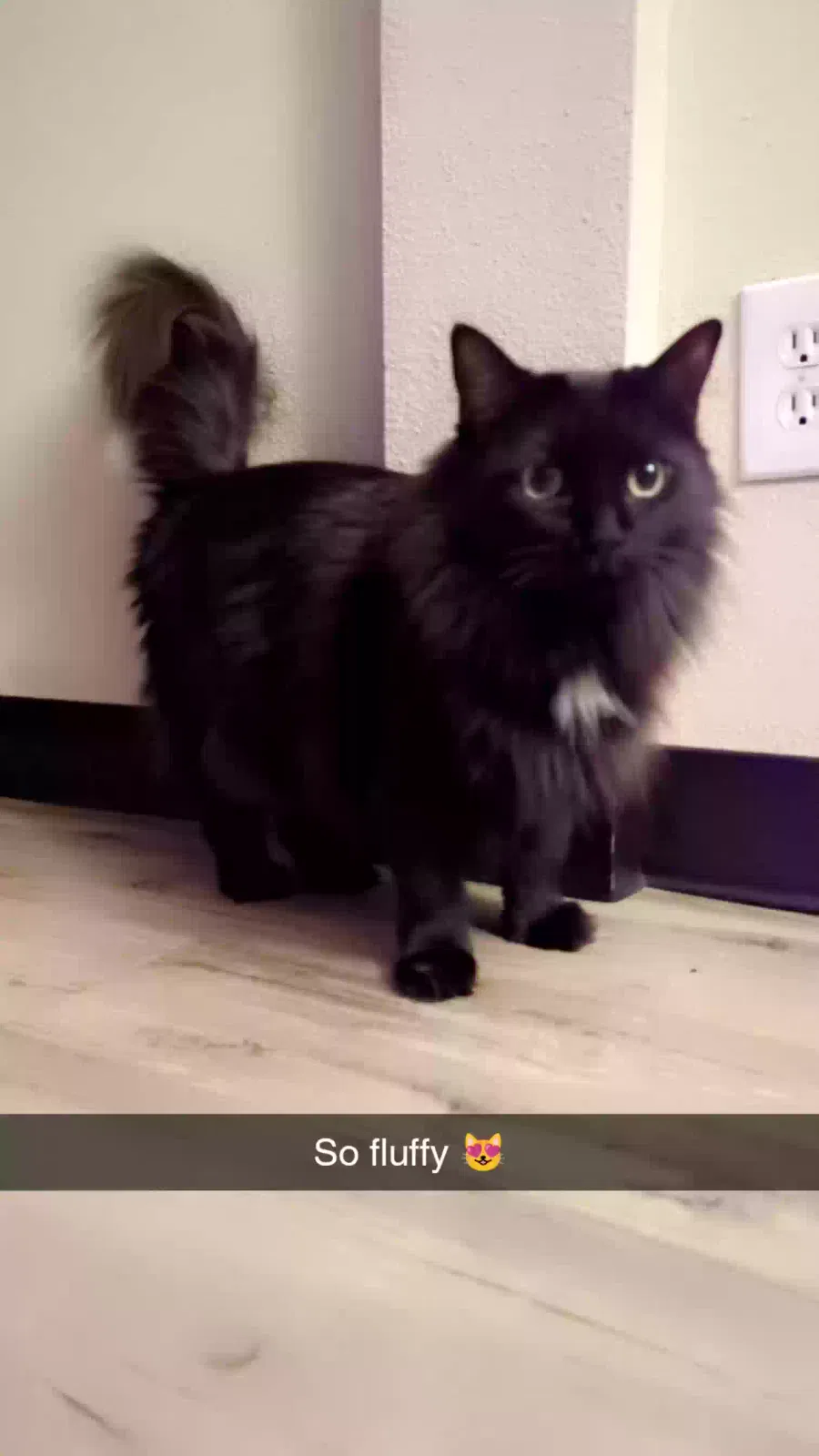 Lost cat in Denver, CO, 80246
