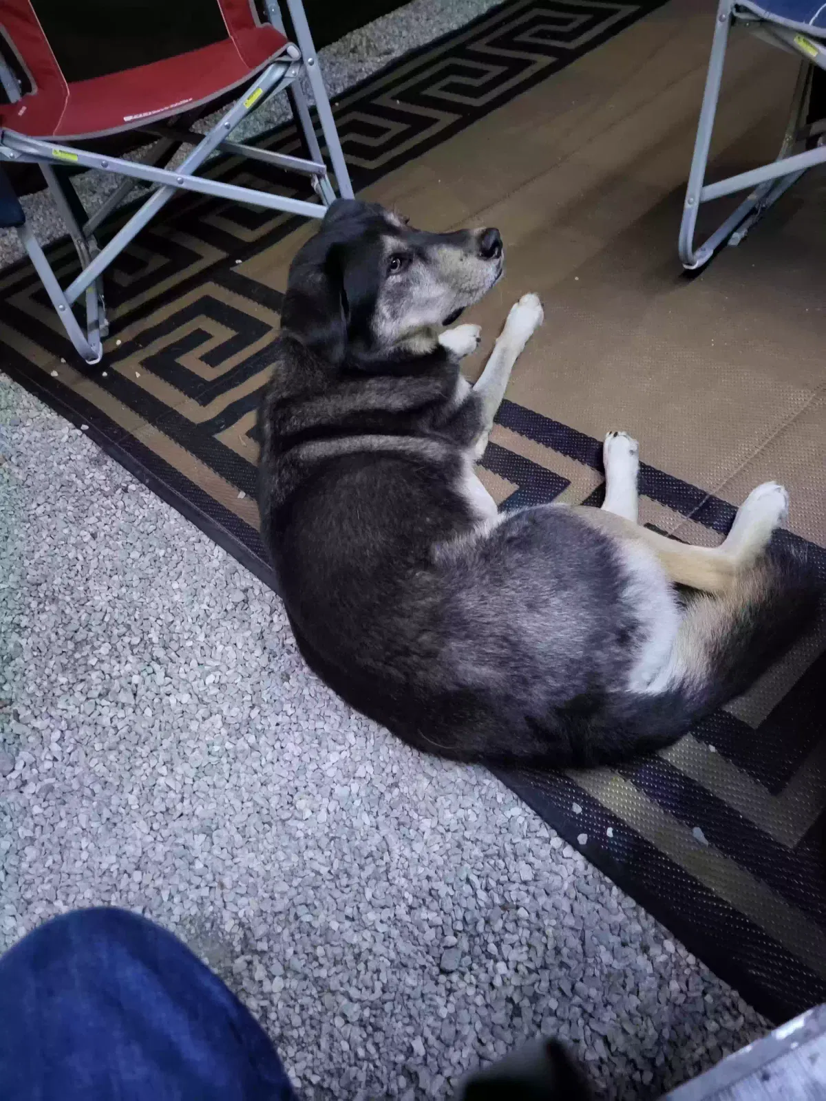 Found dog in Bluffton, IN, 46714