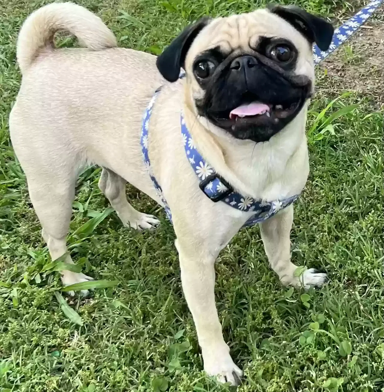 Lost dog in Lindsay, CA, 93247