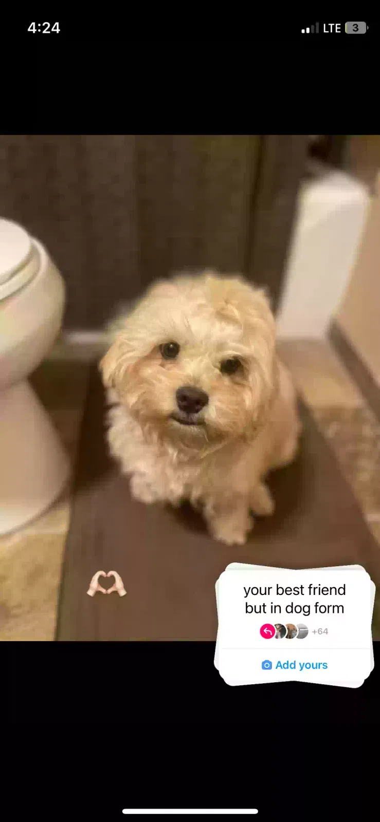 Lost dog in Albuquerque, NM, 87121