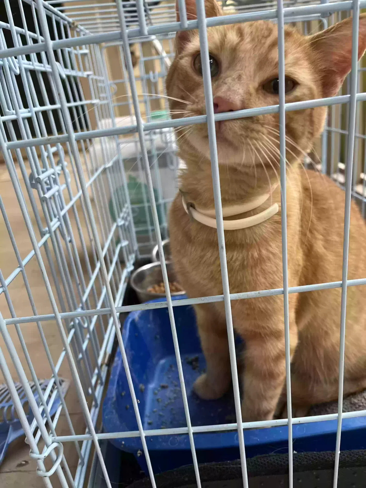 Found cat in Perry, MO, 63462