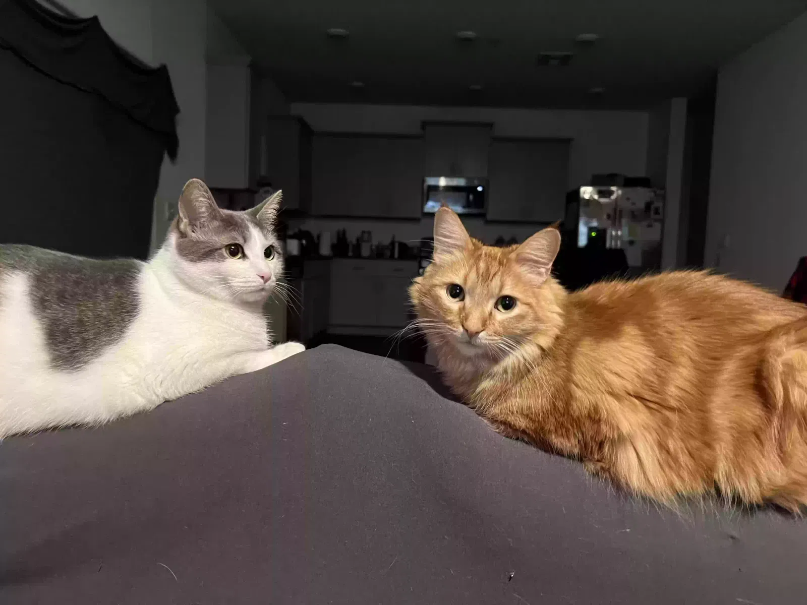 Lost cat in Merced, CA, 95341