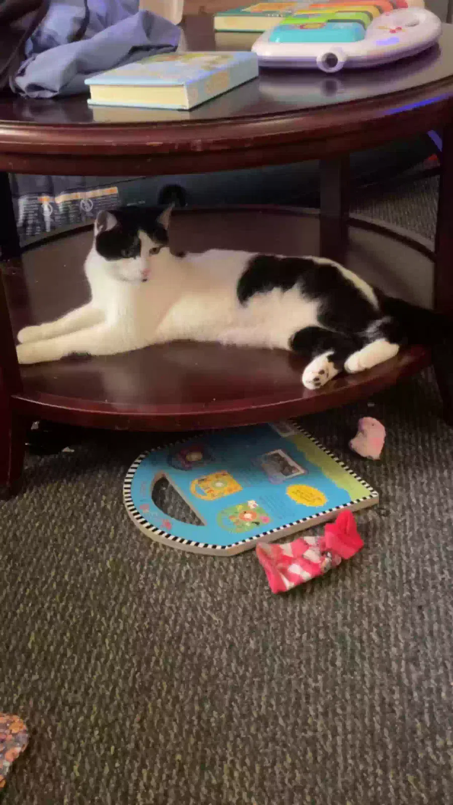 Lost cat in King, NC, 27021
