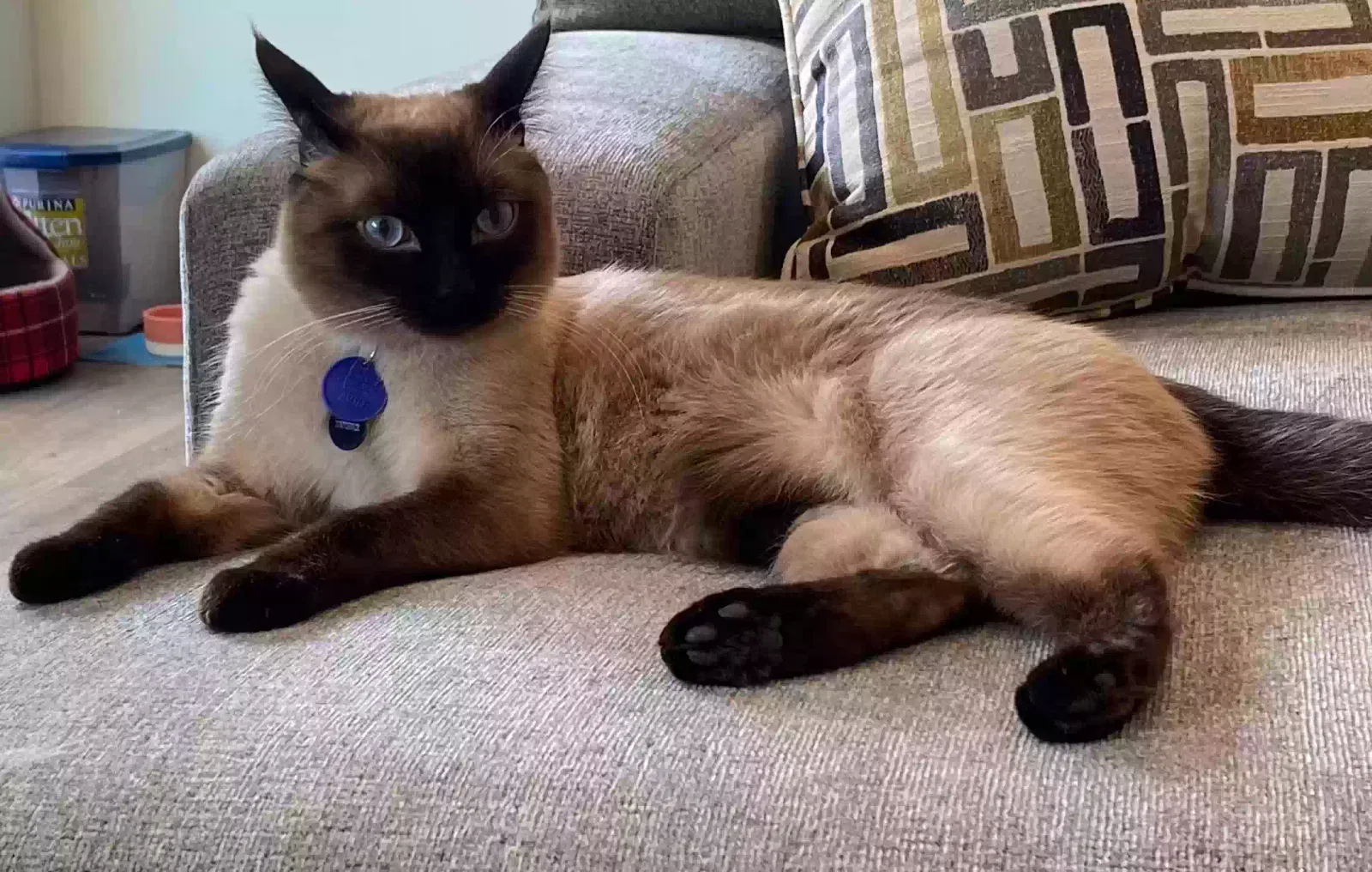 Lost cat in Portland, OR, 97239