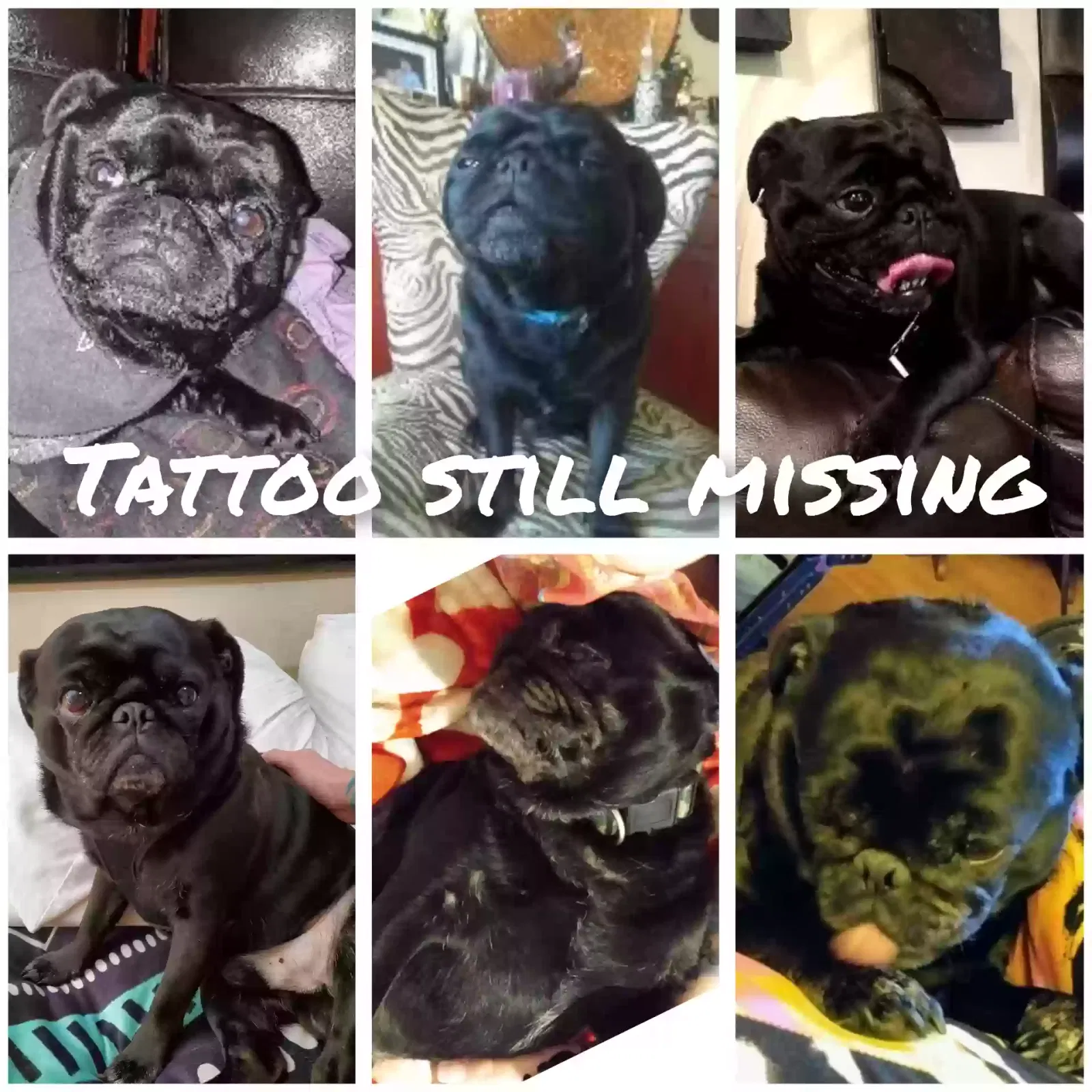 Lost dog in Oklahoma City, OK, 73139