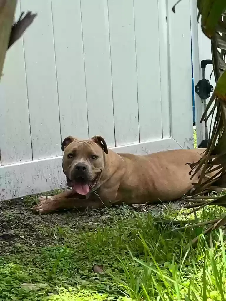 Found dog in Fort Lauderdale, FL, 33309