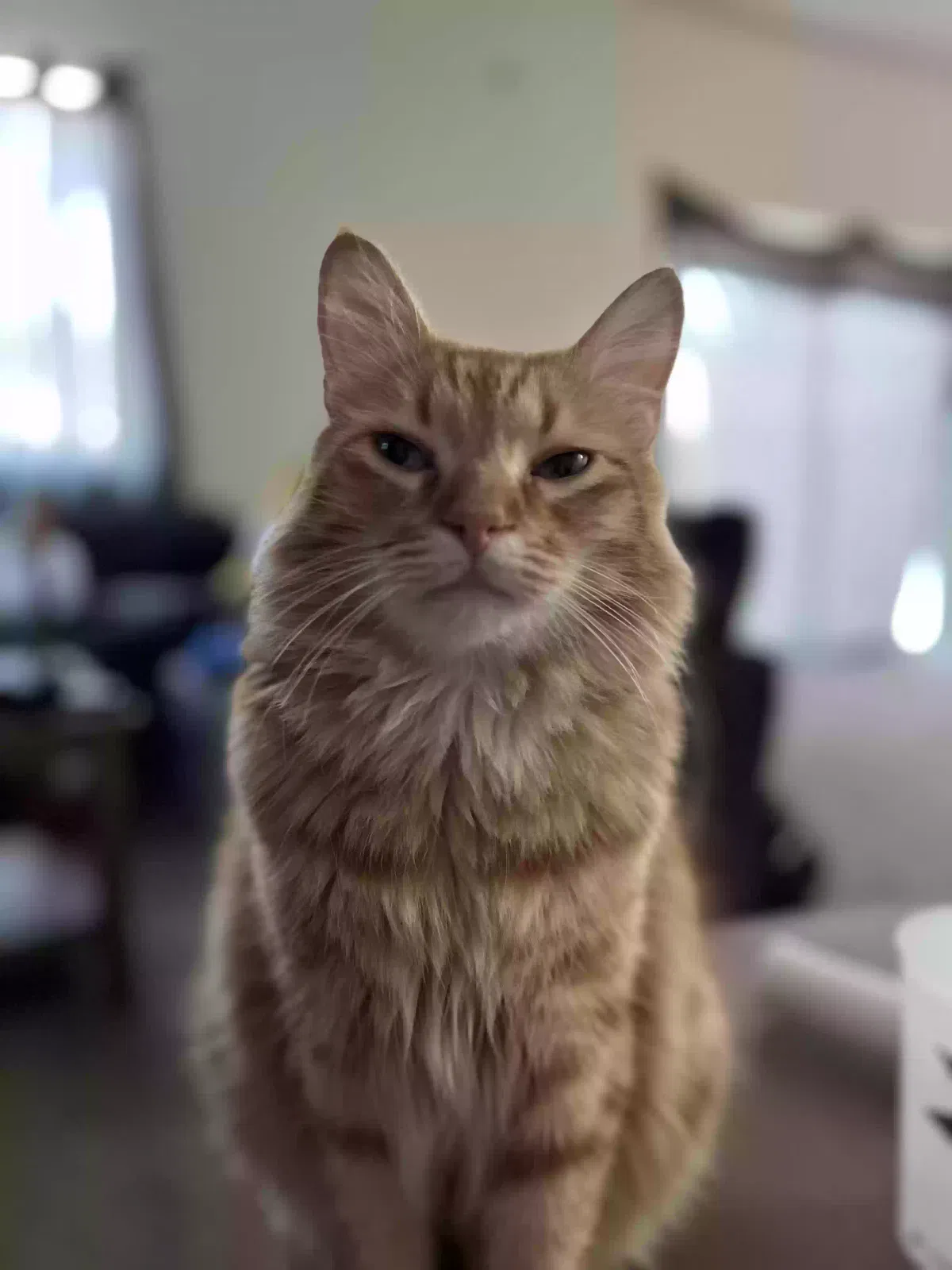 Lost cat in Merced, CA, 95341