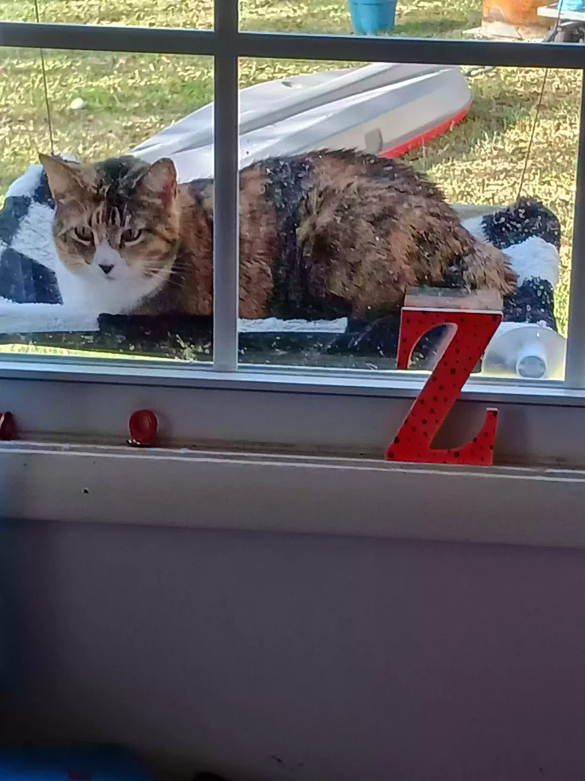Lost cat in Saraland, AL, 36571
