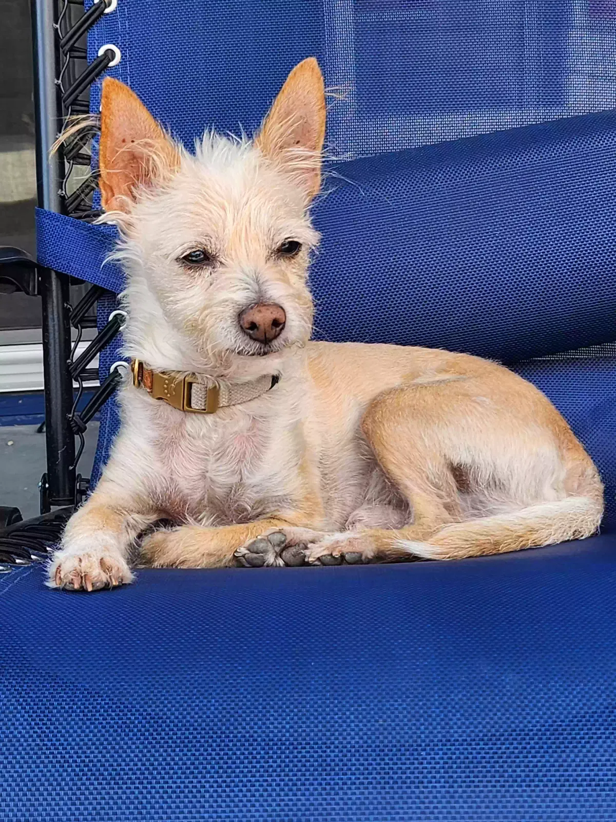 Lost dog in Las Vegas, NV, 89102