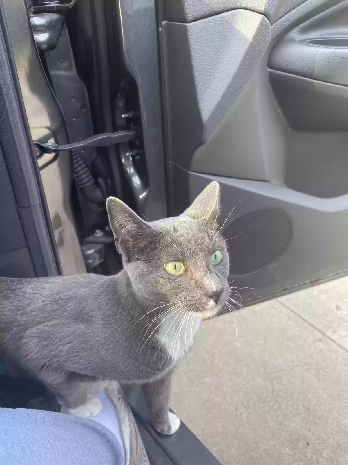 Lost cat in Bronx, NY, 10465