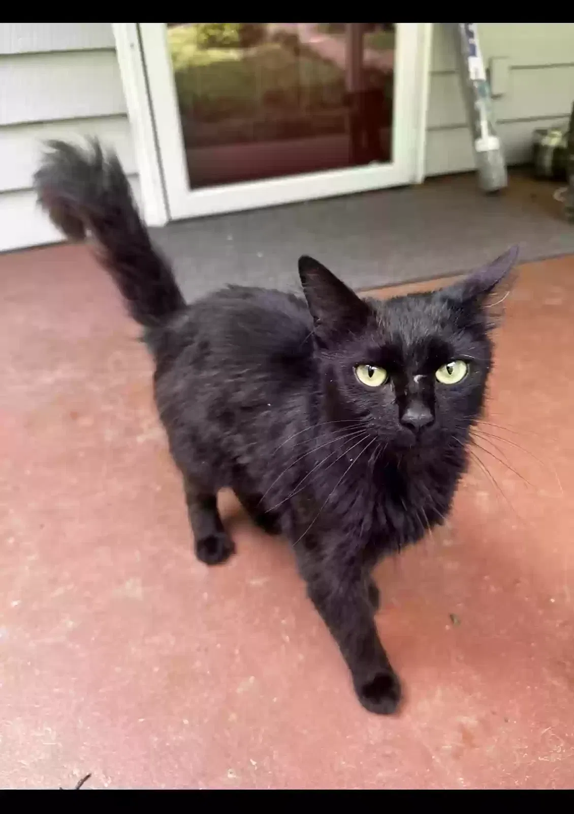 Lost cat in Dunlap, TN, 37327