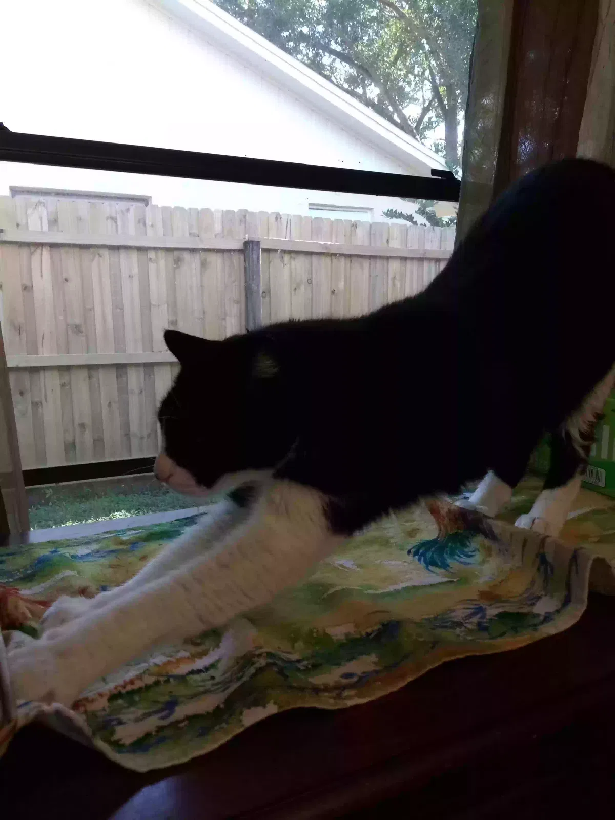 Lost cat in Jacksonville, FL, 32225