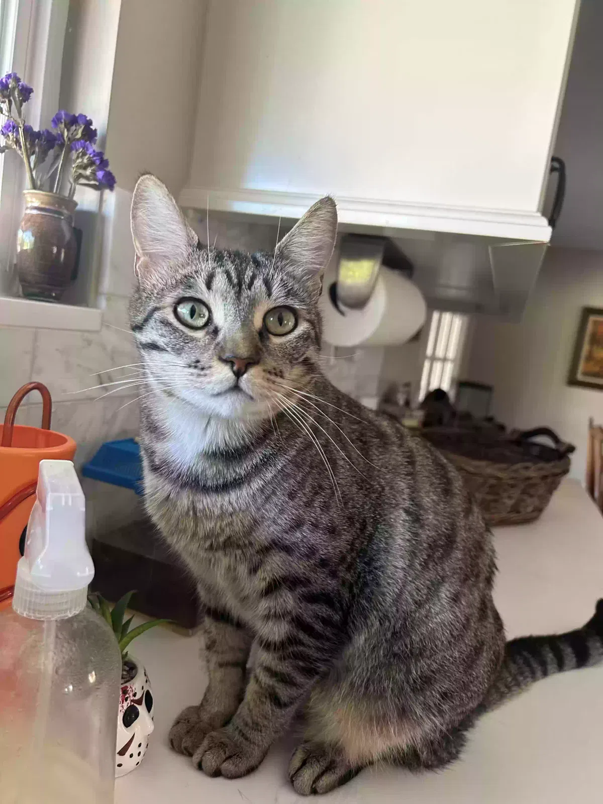 Lost cat in Thousand Oaks, CA, 91360