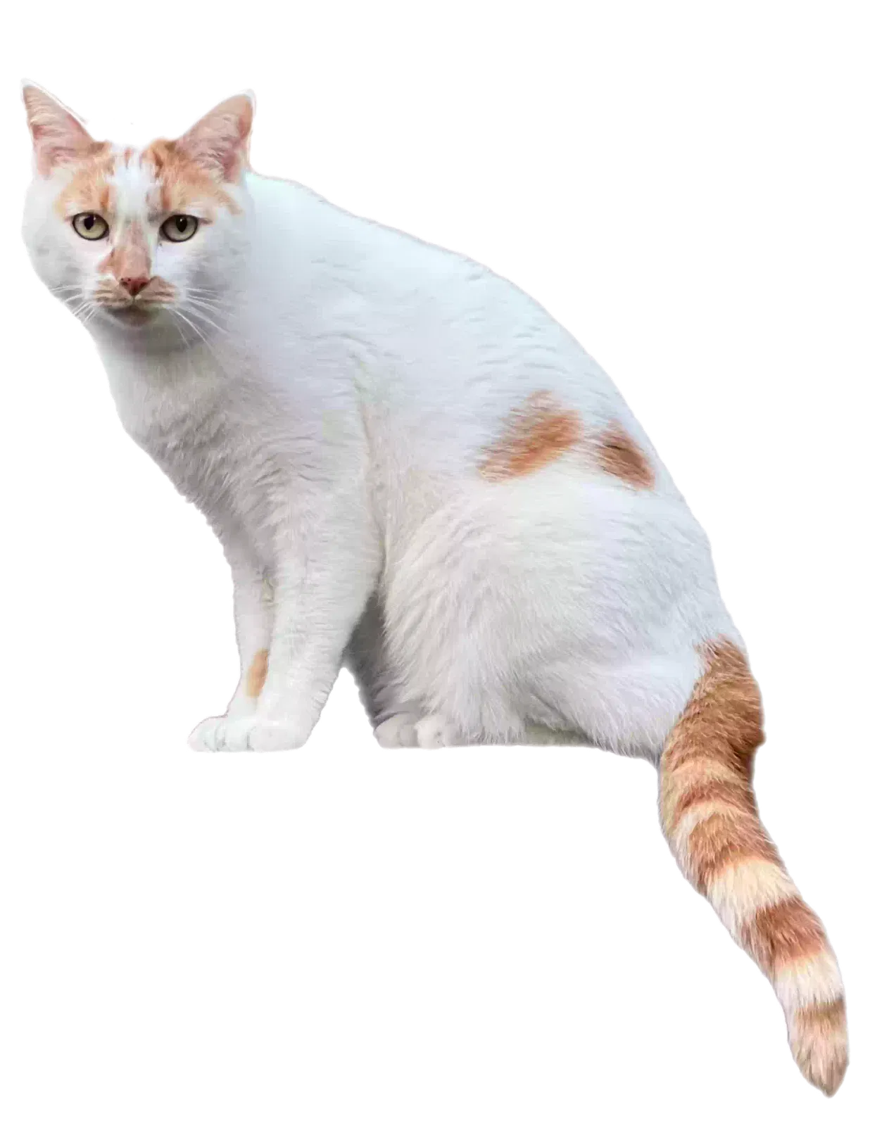 Lost cat in Olympia, WA, 98513