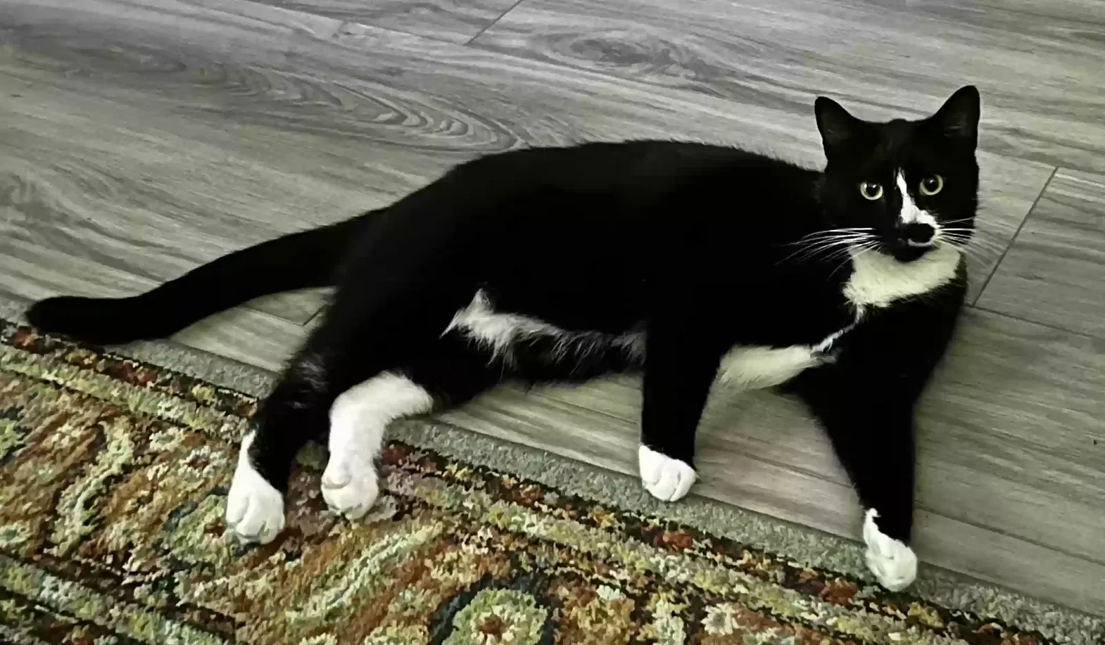 Lost cat in Saint Petersburg, FL, 33710