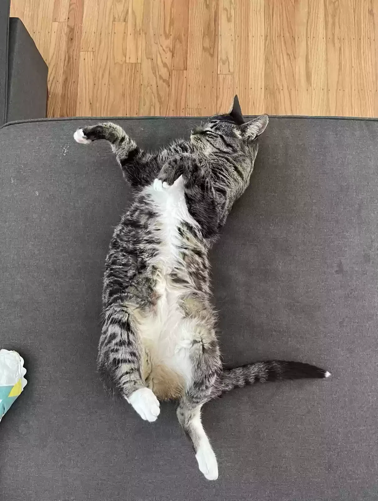 Lost cat in Elk Grove, CA, 95757