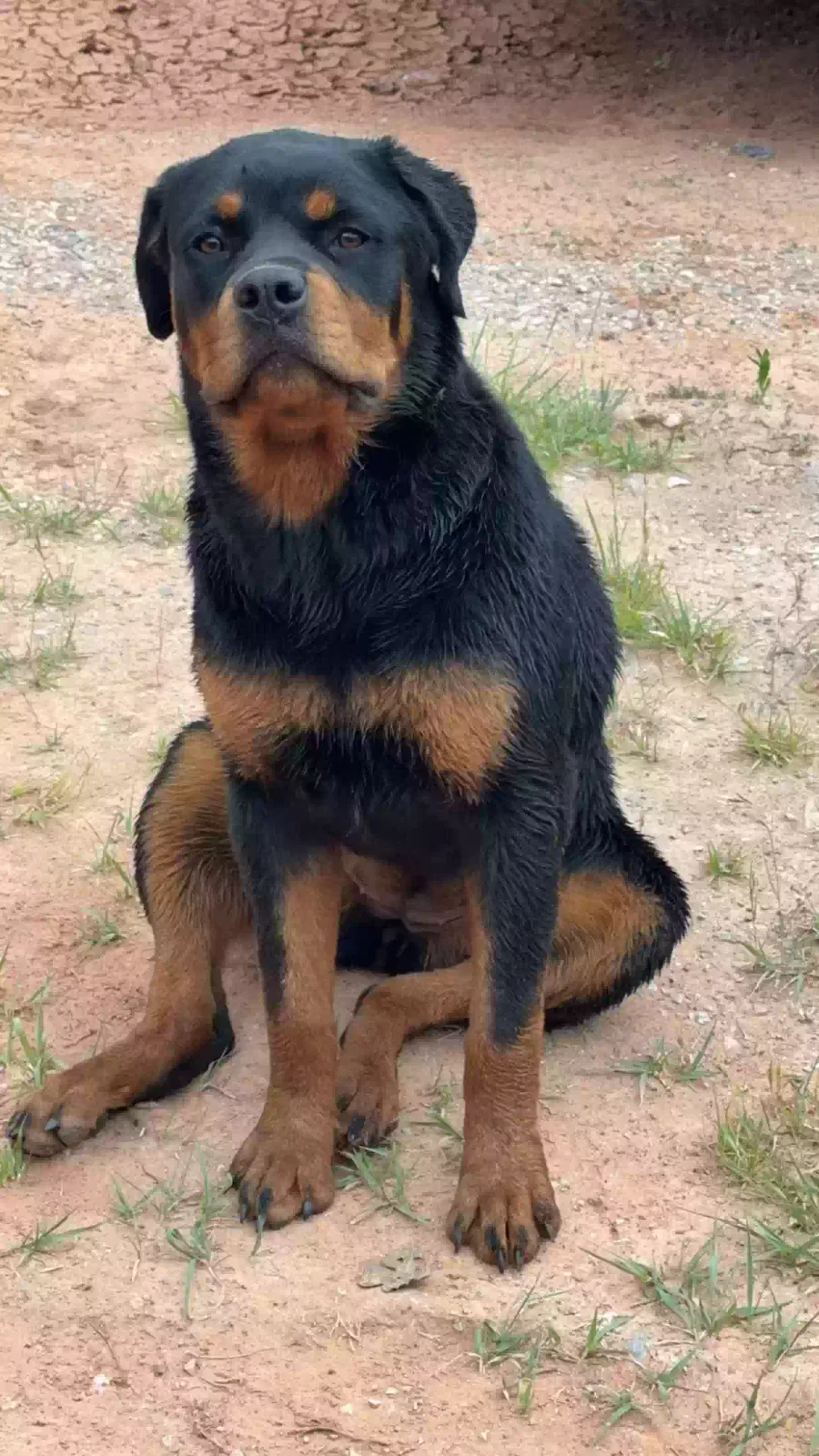 Lost dog in Guthrie, OK, 73044