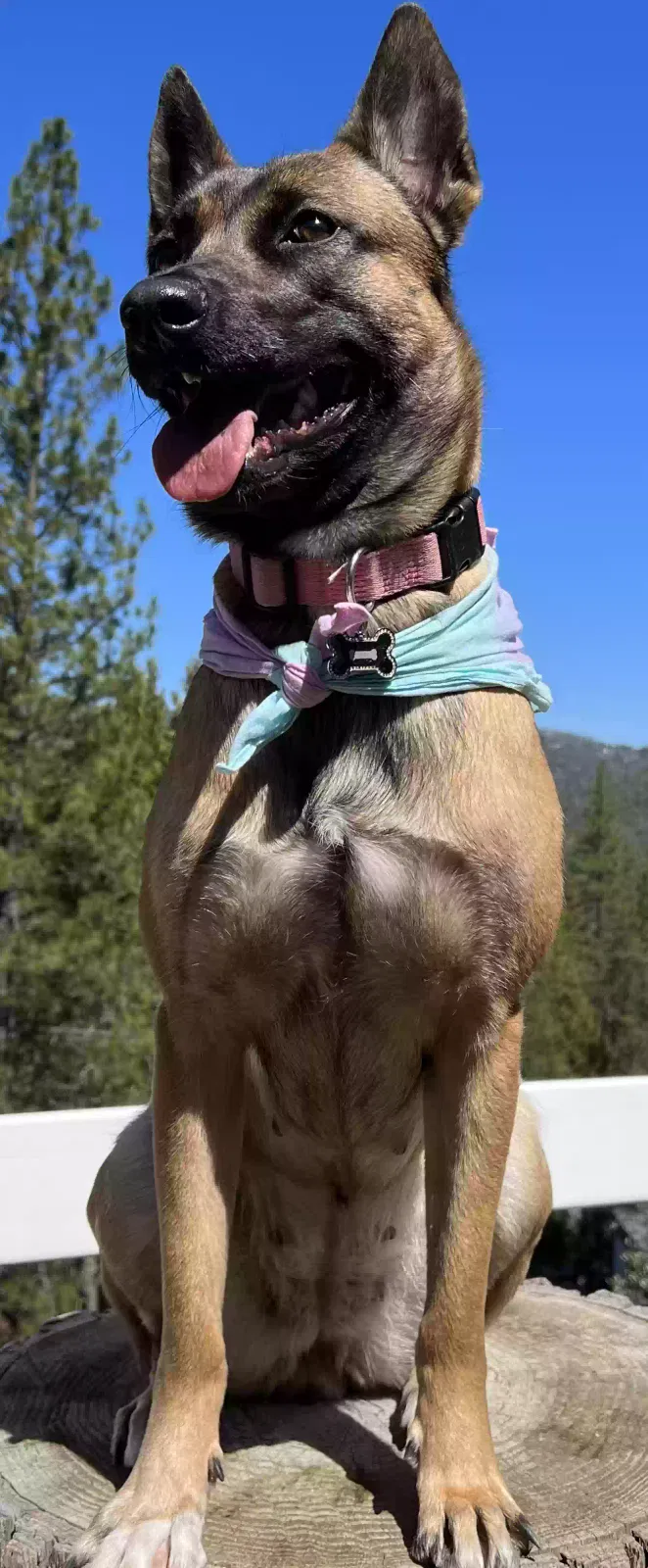 Lost dog in Somerset, CA, 95684
