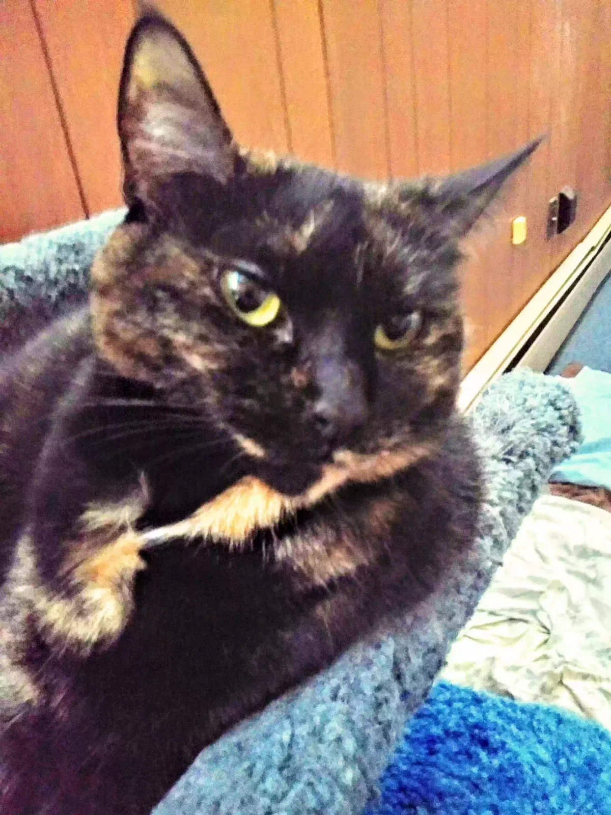 Lost cat in Lebanon, PA, 17046