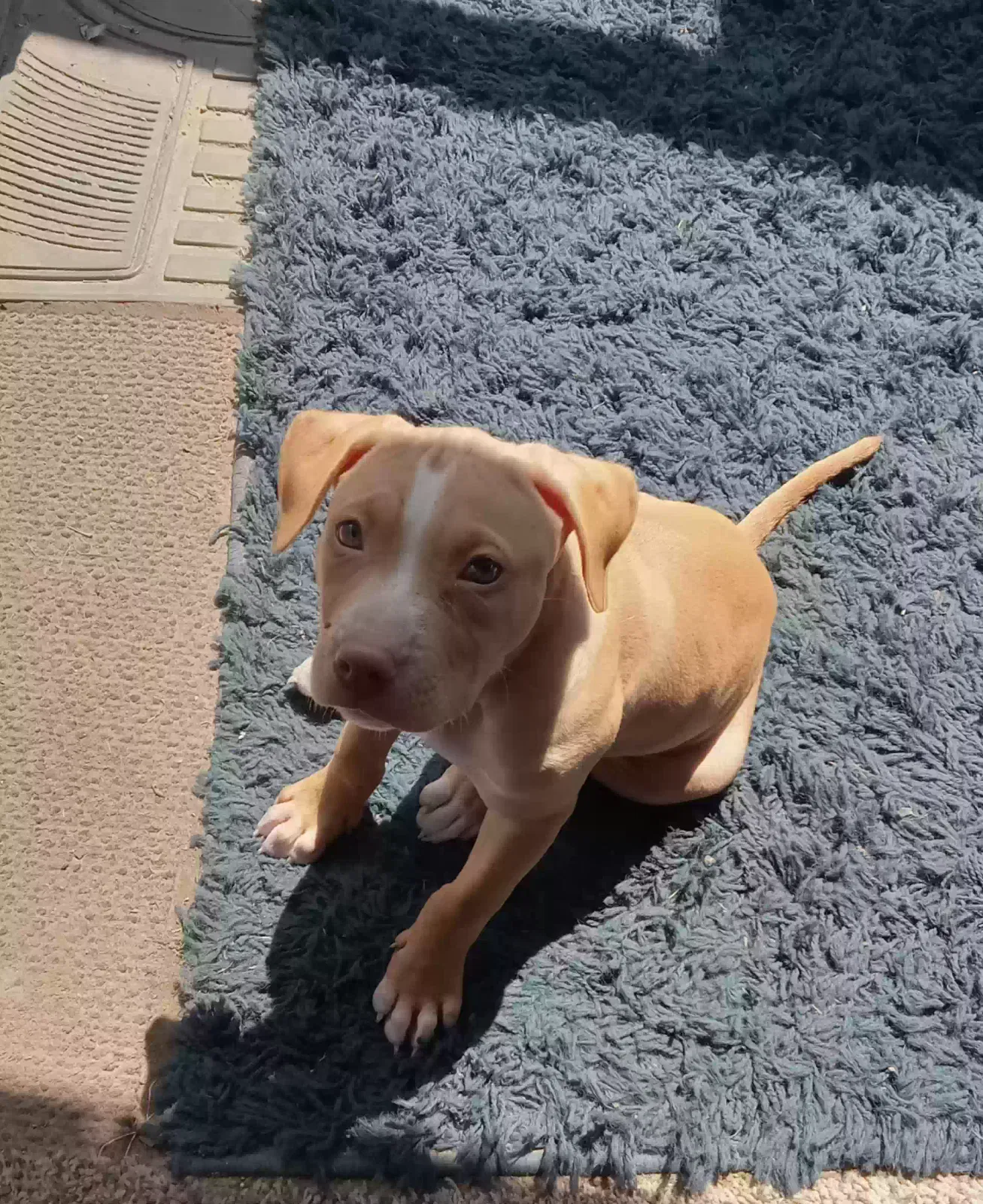 Lost dog in Charlotte, MI, 48813