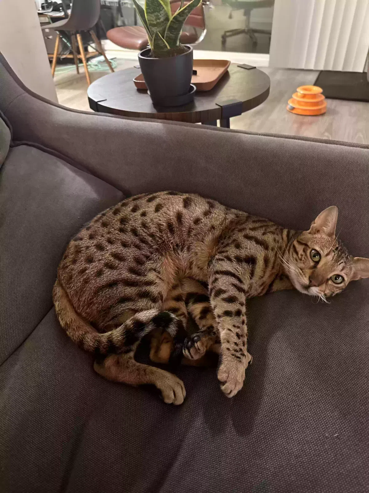 Lost cat in Los Angeles, CA, 90025