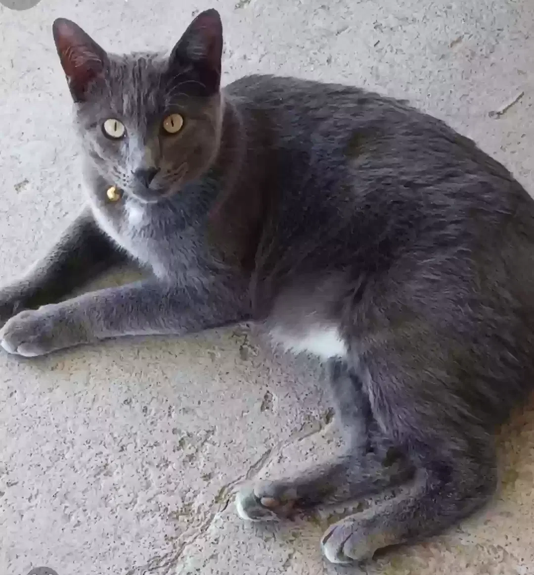 Lost cat in Spring Lake, NC, 28390