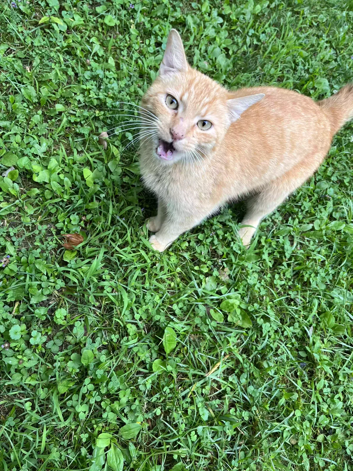 Found cat in Barnardsville, NC, 28709