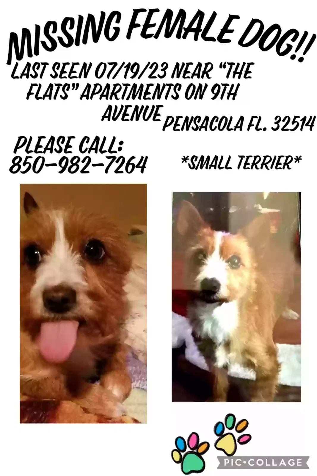 Lost dog in Pensacola, FL, 32514