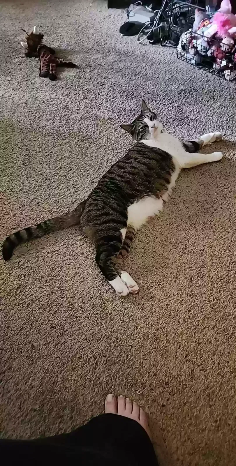 Lost cat in Claremore, OK, 74019