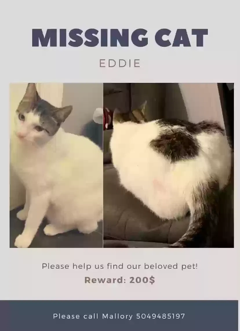 Lost cat in Marrero, LA, 70072