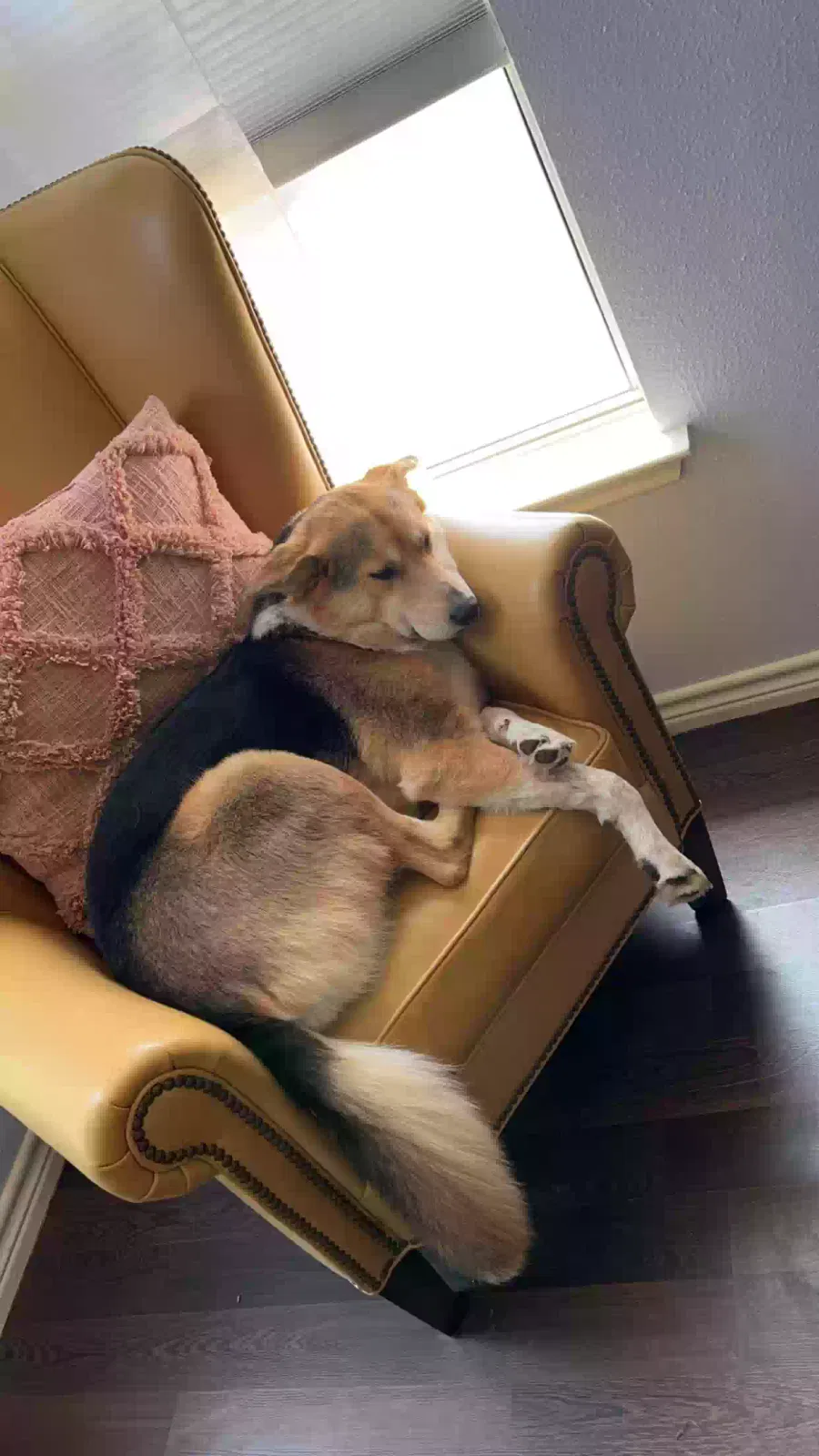 Lost dog in Converse, TX, 78109