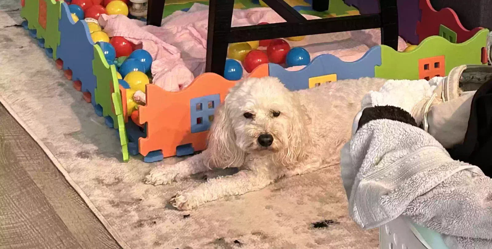 Lost dog in Converse, TX, 78109