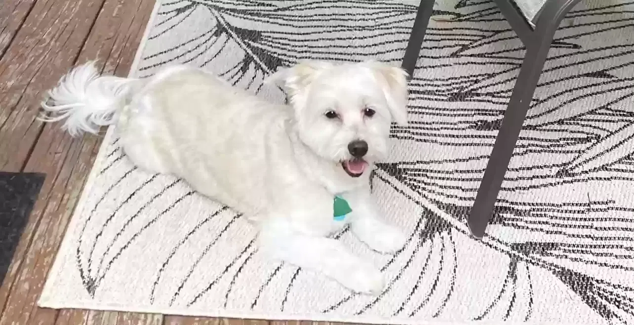 Lost dog in Erie, PA, 16510