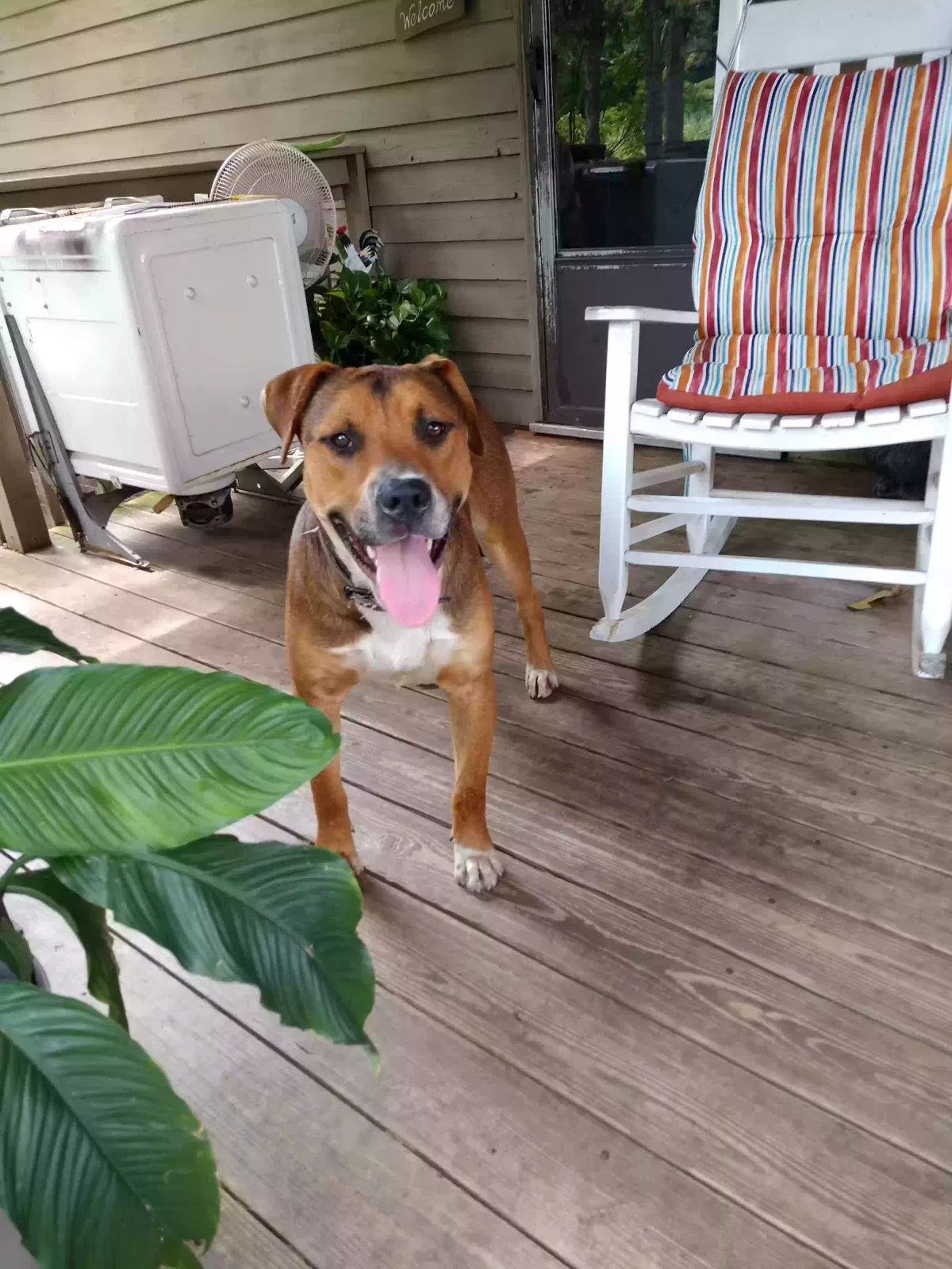 Found dog in Pleasant Grove, AL, 35127