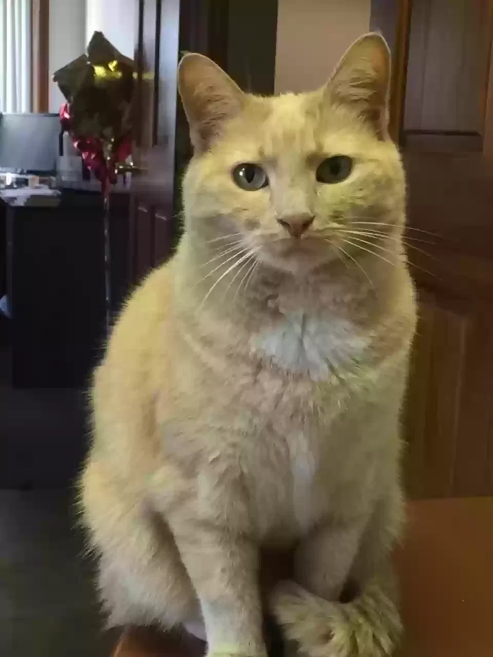 Lost cat in Grandville, MI, 49418