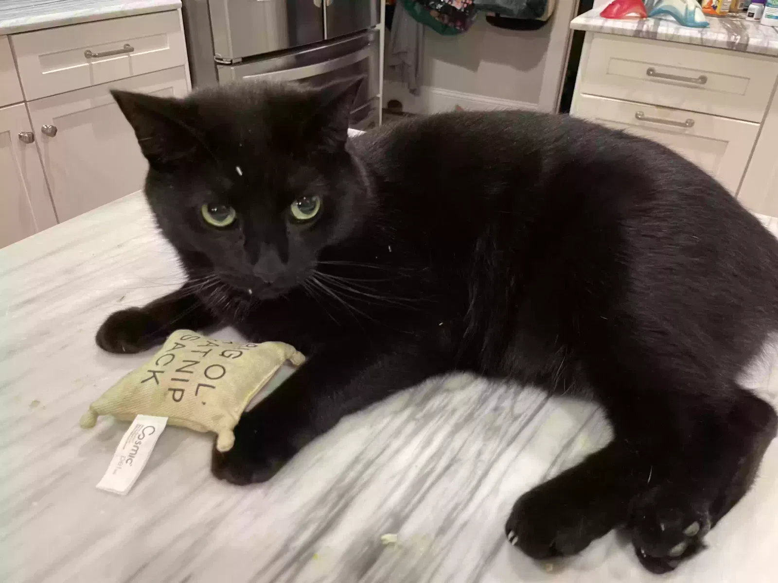 Lost cat in Dallas, GA, 30157