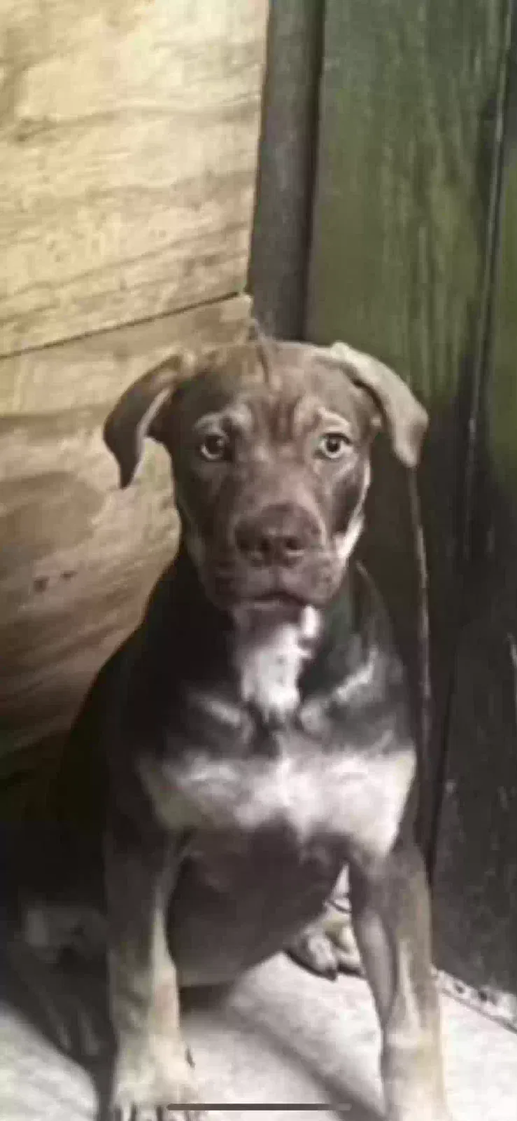 Lost dog in Hialeah, FL, 33013