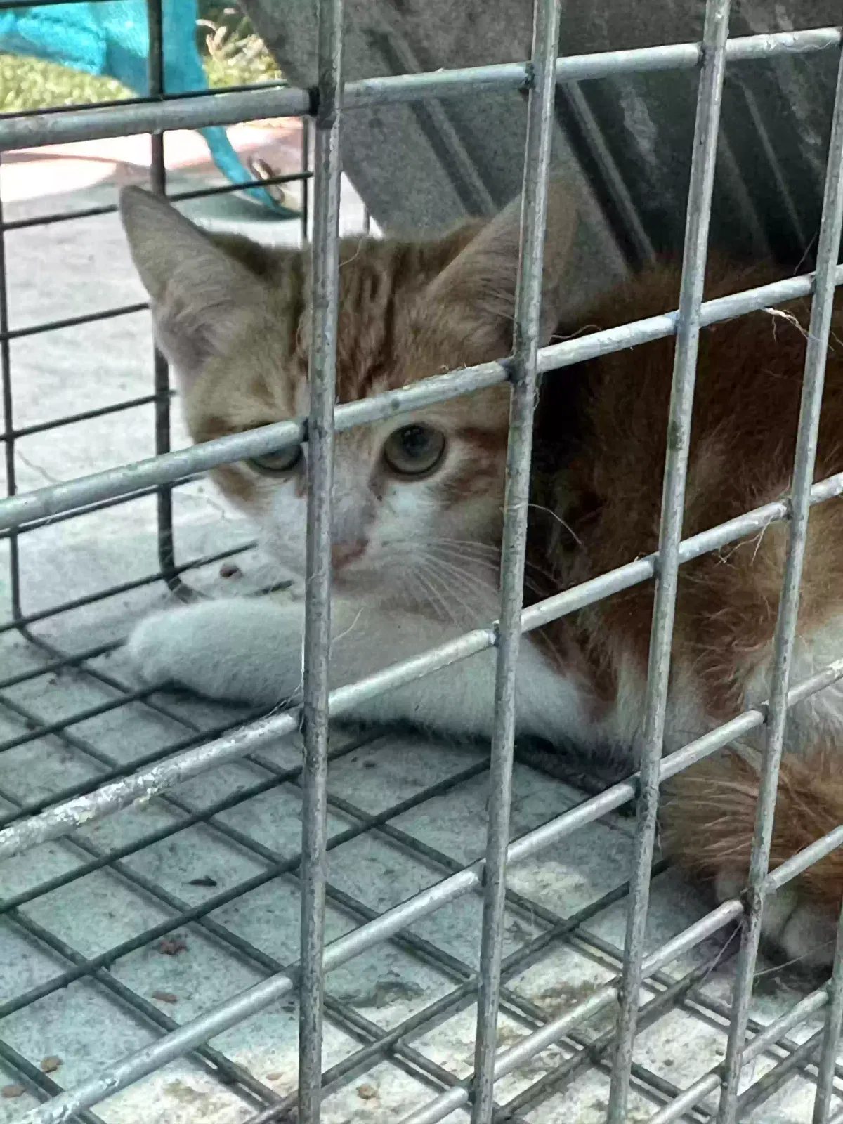 Found cat in La Mirada, CA, 90638