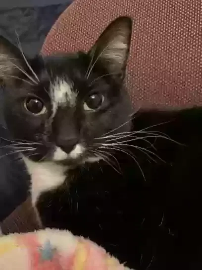Lost cat in Methuen, MA, 1844