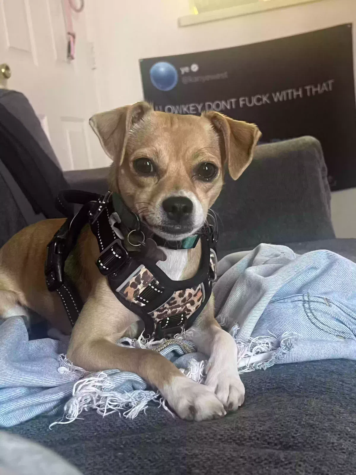 Lost dog in Rio Rancho, NM, 87124