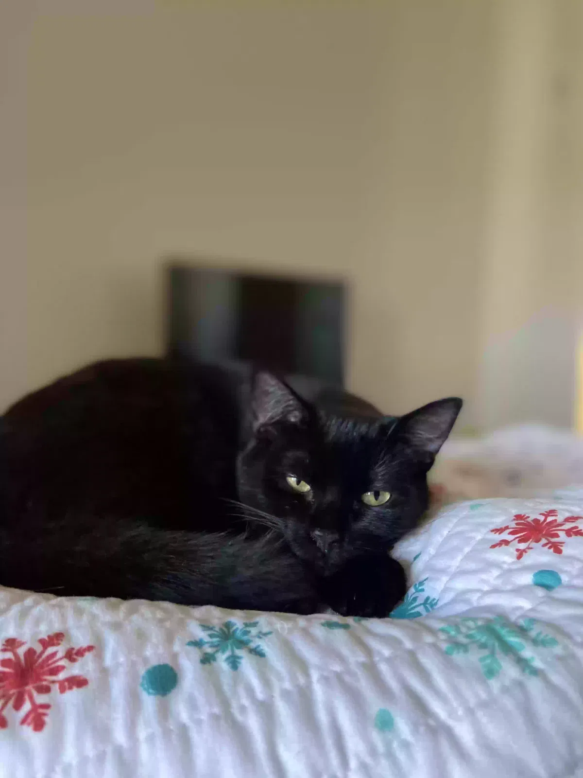 Lost cat in Gainesville, FL, 32607