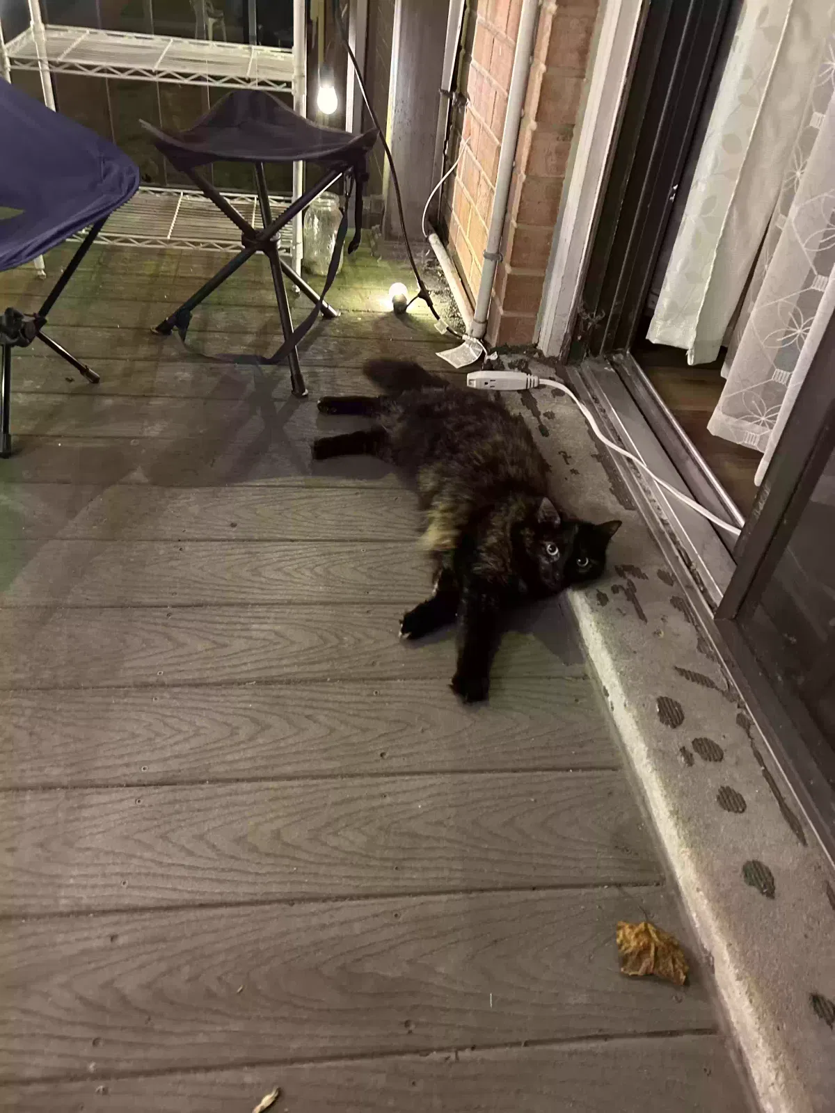 Lost cat in Falls Church, VA, 22042