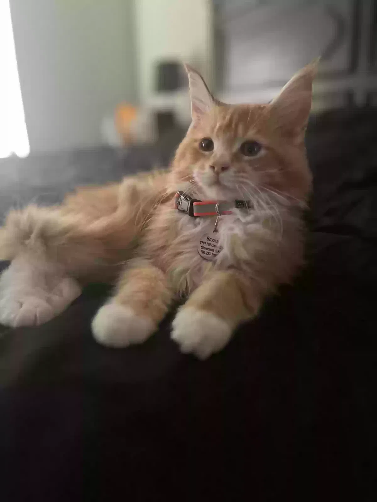 Lost cat in Lithonia, GA, 30058