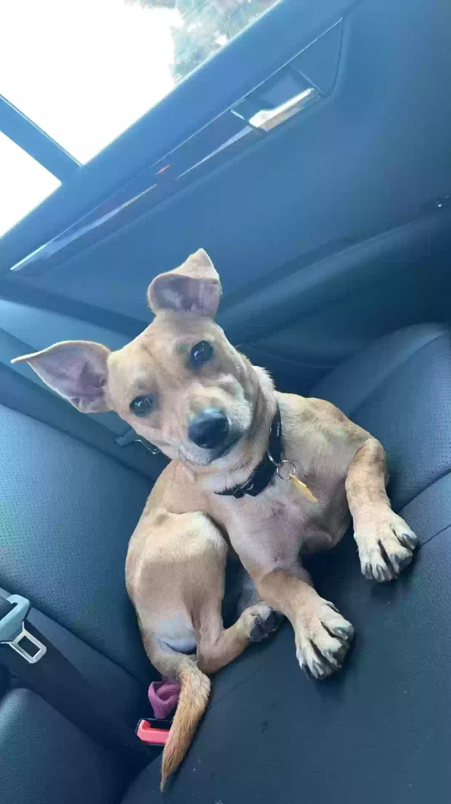 Found dog in Stockton, CA, 95209