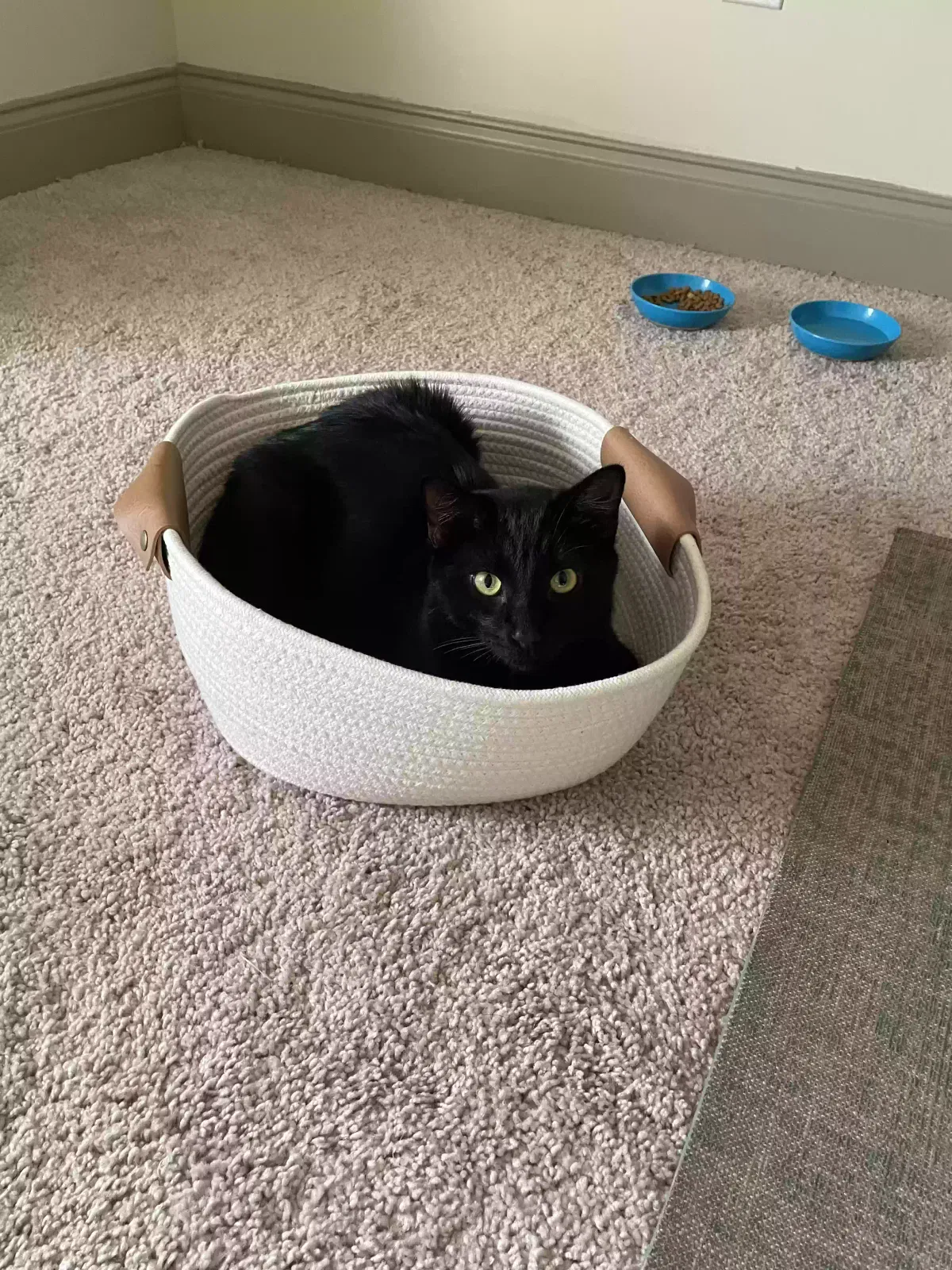 Lost cat in Sumrall, MS, 39482