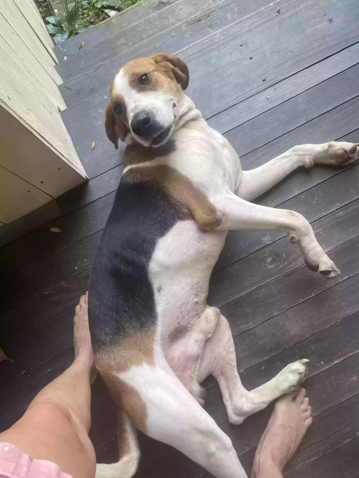 Found dog in Maysville, GA, 30558