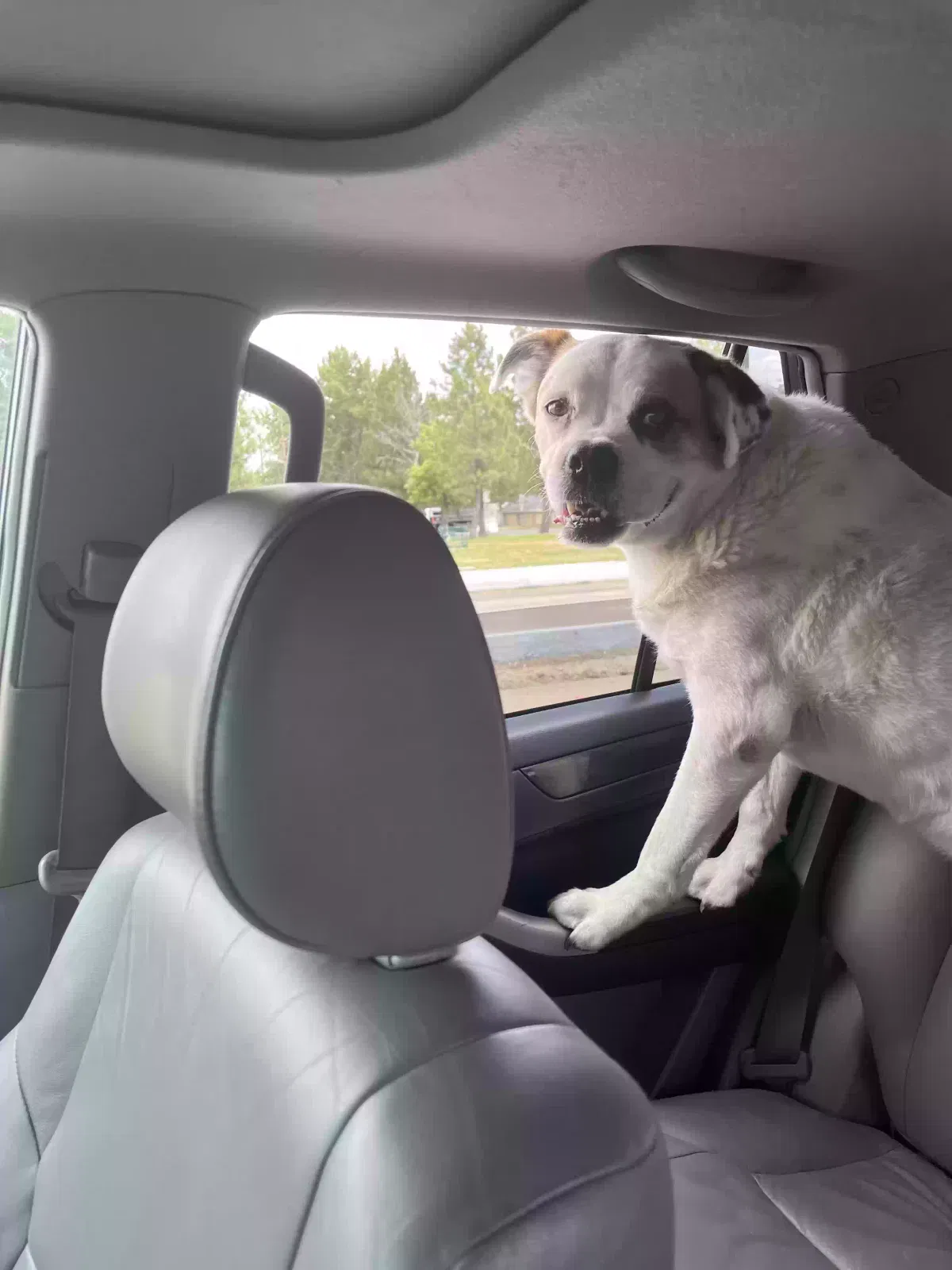 Found dog in Aurora, CO, 80013