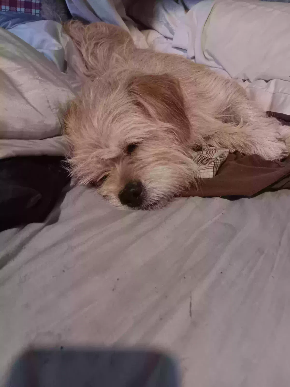 Found dog in Valier, MT, 59486
