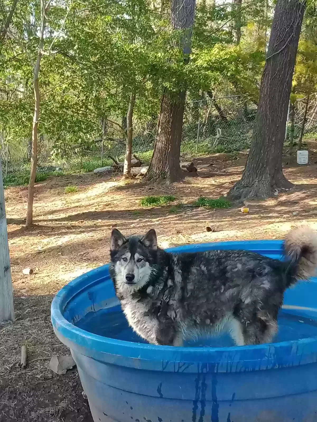 Lost dog in Asheville, NC, 28804